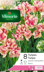 Tulipe Belicia